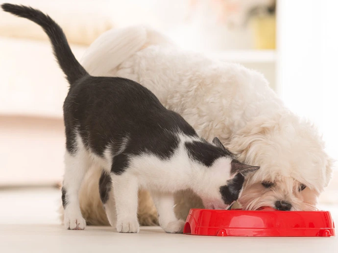 Dog and cat eating pet food with bone broth